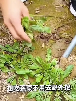 #野菜 #荠菜 #荠菜种子 #种菜 #三农种植