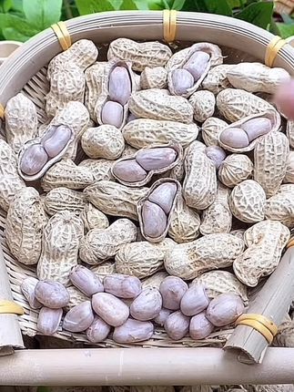 新货【真水煮500g】龙岩水煮晒干花生咸干白晒花生水煮花生坚果零食#花生 #水煮花生 #咸干花生 #坚果炒货 #追剧小零食