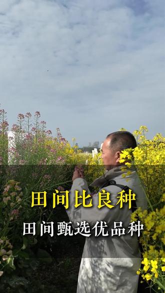 市场品种调研,看禾选种,学习、进步#福乐油2号 #四川福乐种业 #油菜 #农业
