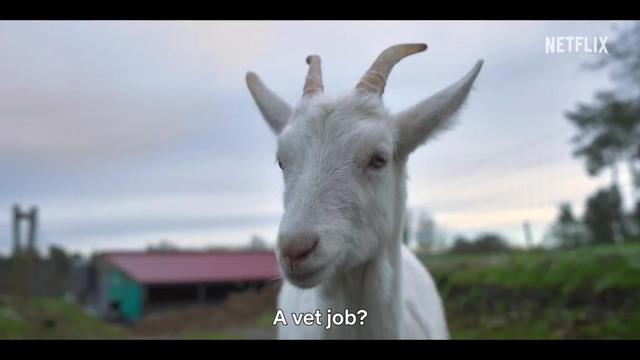 Netflix 西班牙剧《老派新兽医》 首播: 2025-10-03(西班牙网络)
捉襟见肘的安东在一家高档宠物店找了份工作,从医治乡村农场动物的医生变成了兜售高级宠物狗零食的店员。#老派新兽医 #Netflix #netflix新片 #兽医 #netflix出品