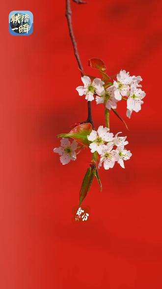 春分巧遇二月二 春分巧遇农历二月初二,昼夜平分,好运抬头!百鸟归来报春时,陌上花开,山河锦绣。春菜正鲜,春光正好,春风和煦,好运昂首。愿你前程似锦,不负春朝!#联播一瞬 #文化中国行