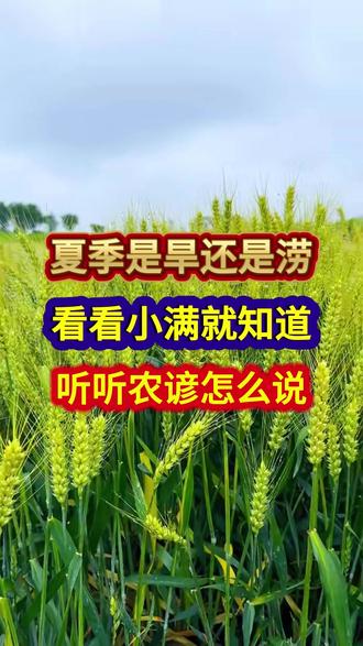 夏季是旱还是涝看看小满就知道听听农谚怎么说 #农业谚语 #农谚 #农谚老话 #小满 #农业种植