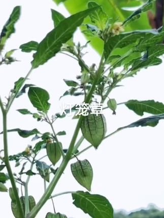 灯笼草#好东西一起分享给大家