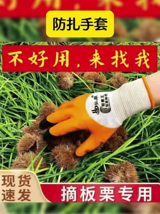 板栗专用手套(剥板栗、捡板栗、摘板栗)防刺防扎/防滑透气不闷手/结实耐用的手套 #劳保手套 #手套 #板栗 #防扎手套 #好东西一起分享 【12双】捡栗子摘板栗专用手套防扎手防刺耐磨丁腈手套