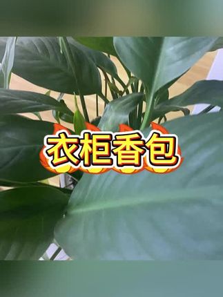 #持久留香 #防潮防霉 #家用必备