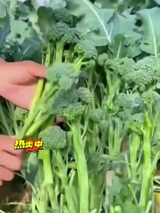 #上热门🔥 #西兰苔#西兰苔种子#优质农产品 #三农
