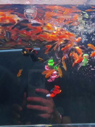 三湖慈鲷 如果你也喜欢养鱼,那一定要试试这种三湖慈鲷,它可是出了名的发色鱼,特别适合新手养。这种鱼原本就是深色的,所以很容易显现出美丽的颜色,而且生命力很顽强,很好养活。看看这鲜艳的红色,简直太漂亮了!如果你家也有鱼缸,不妨买几条来养吧! #三湖慈鲷 #养鱼日记 #观赏鱼 #水族 #养鱼