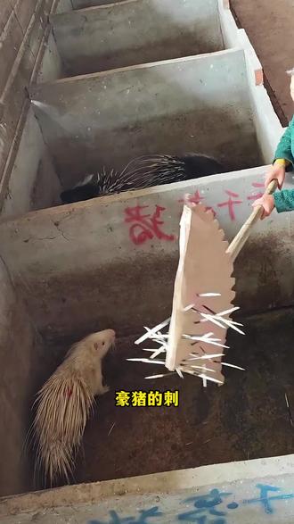 硬刚活体豪猪取下夺命刺,只为制作一根顶级钓鱼漂? #科普一下 #涨知识 #豪猪 #豪猪刺鱼漂 #手艺人