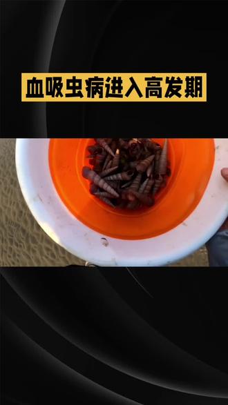 小心迷你小钉螺,血吸虫病害人不浅#每天跟我涨知识