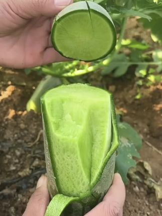 沙窝水果萝卜,生吃清脆爽口,糖水十足,现在正是种植的好时候 #沙窝水果萝卜 #阳台小院均可种植#优质蔬菜种子种苗 #我的小菜园