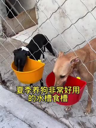夏季天热狗狗的身边要一直都有水喝#养狗经验分享 #新手养狗 #狗笼 #养狗人 #狗狗用品