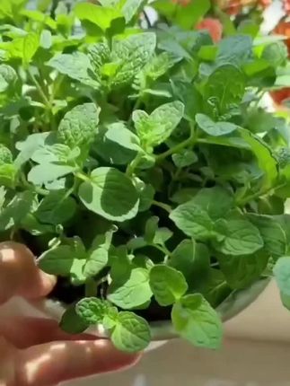 可以食用泡茶的留兰香薄荷#家庭种植 #爱生活爱养花 #花卉绿植 #薄荷#每日分享