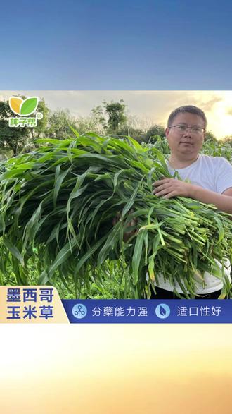 墨西哥玉米草种子春夏播种耐热灌溉高产多次收割牛羊优质牧草种子 #墨西哥玉米草种 #牧草种子 #耐热草种 #高产牛羊草 #多次收割