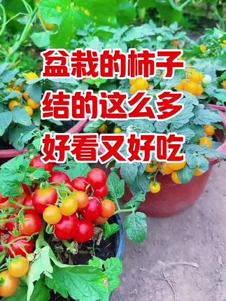 花盆小院空着的,种点这个矮生小番茄