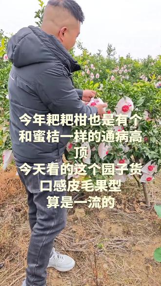 今年天气影响耙耙柑也是有点高顶 今年耙耙柑也是有个和蜜桔一样的通病高顶,今天看的这个园子货口感皮毛果型算是一流的#耙耙柑 #优质农产品 #产地直发