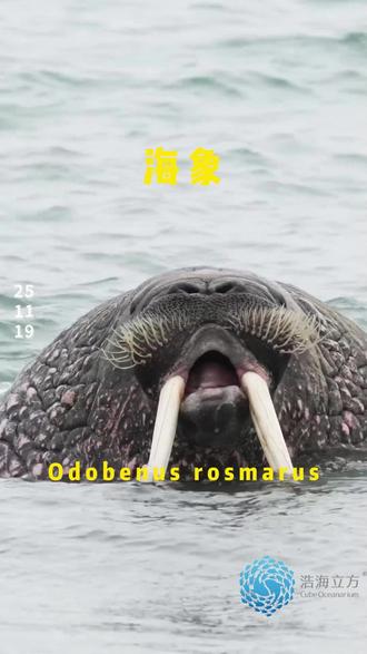今日神奇生物|海象 拉丁学名为:Odobenus rosmarus 海象身体呈圆筒形,粗壮而肥胖。雄兽体长3.3~4.5米,体重1200~3000千克,雌兽较小,体长一般为2.9~3.3米,体重600~900千克。头部扁平,吻端较钝。上唇的周围长有一圈又长又硬的钢髯,约有400多根,其中有血管和神经通过,触觉十分灵敏。颈部有一对气囊,使头部能够经常露在水面以上进行以呼吸。前肢较长,五指分得很开;后肢能向前方折曲,可以借以在陆地上爬行,游泳时左右摆动。尾巴很短,隐藏在臀后的皮肤中。
雄性白色上犬齿终生都在不停地生长,其根部着生于上颌,和头骨之间的连接非常结实,尖部伸出嘴外形成大象一样的獠牙,并因此得名。 寿命约50岁左右。海象的生存技能有很多,如轮流放哨、变化身体颜色、冬天晒太阳、夏天用鼻子不断地将湿沙土拨在身上吸水降温等。
海象多分布于北冰洋,有时也能在大西洋和太平洋北部看到它们的身影。 通常生活在水深80米以内的地方,偏爱碎石底的栖息地。食谱很宽泛,包括60多类的海洋生物,如虾蟹、软珊瑚、海参、管虫等,甚至包括其他鳍足类。 胃口很大,一次进食最多可吃下50千克食物。#浩海立方 #海滨城 #神奇生物