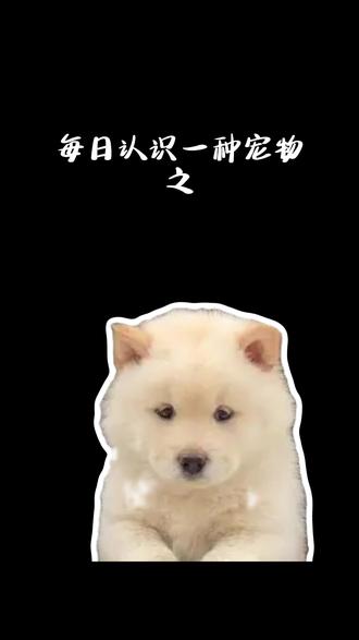 想养一只中国版的萨摩耶吗 #动物科普 #土松 #动物的迷惑行为