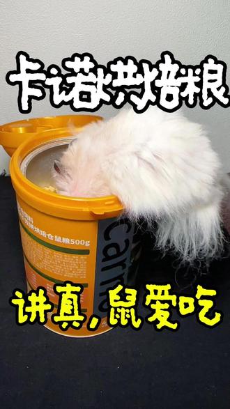 仓鼠烘焙粮别乱买!40多种食材营养均衡,带试吃不怕踩雷。 #无限回购的宝藏单品 #仓鼠烘焙粮 #仓鼠挑食怎么办 #仓鼠粮 #养鼠经验分享