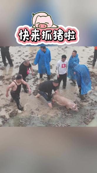抓猪比赛又来啦!3月14日,新市街道红土地村韩家湾纳溪河畔,一黑一白两头萌猪,看看谁先被抓住?(特约记者:王雪阳)#抓猪 #农村欢乐多 #抓猪挑战 #重庆长寿 #乡村振兴