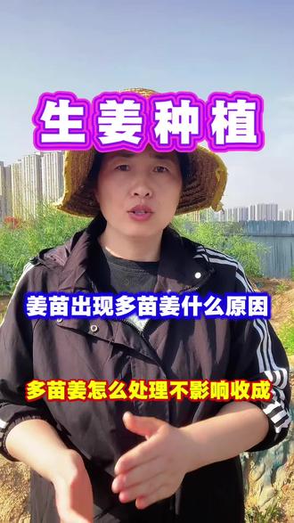 地里出现的多苗姜什么原因导致的 出现多苗姜怎么办#三农 #农业种植 #生姜 #生姜种植 #大姜种植
