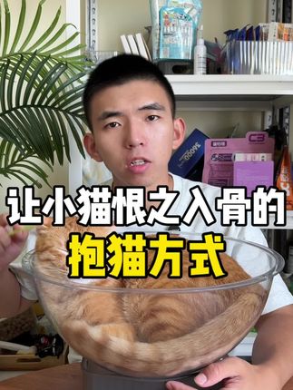让猫咪恨之入骨的抱猫方式,千万别这么干了!#科学养宠攻略 #萌宠好物 #新手养猫
