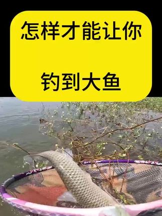 聚渔堂糖芯爆浆谷麦钓大鱼15分钟发窝