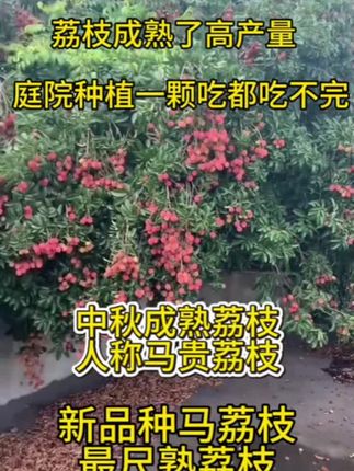 最晚熟的荔枝品种,推荐种植几棵#三农 #果树种植基地 #抖音助农 #果树 #种果树