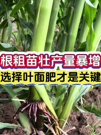 如何判断你买的玉米金大棒是不是正品#三农 #农业种植 #玉米#农业 #三农种植