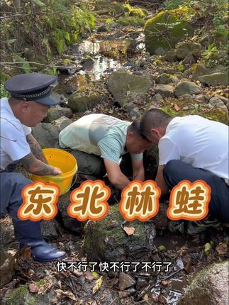 昨天伟哥鸵鸟肉没吃上,今天必须安排大母豹子#林蛙##抓蛤蟆##乡村味道 #我的农村生活 #秋天美景