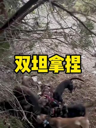 👊👊🐗 #野猪 #猛犬 #护农狩猎队 #重托犬入场高燃 #实战猎犬