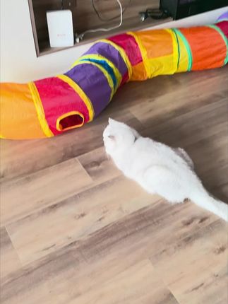 两个孩子都喜欢玩 #萌宠 #猫咪 #猫咪的迷惑行为 #毛孩子 #喵星人