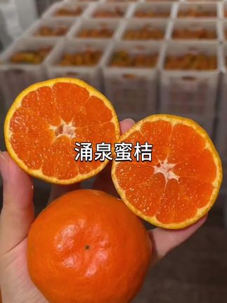 桔子天花板,涌泉蜜桔。无核化渣,超级甜嫩,一定要尝尝#优质农产品 #新鲜应季水果 #橘子 #涌泉蜜桔 #涌泉蜜橘