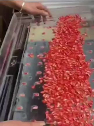 玉米播种器