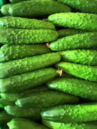 #旱黄瓜 #黄瓜 #现摘现发新鲜到家 #口感特别好