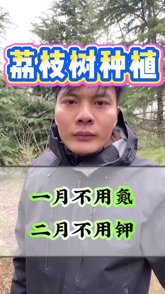 荔枝催花,一月不用氮,二月不用钾 #荔枝 #荔枝树 #荔枝种植 #三农