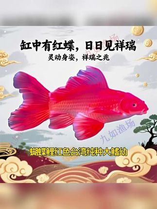 蝴蝶鲤红色台湾纯种大鳍幼,是经过我们多年培育出来的优良品种,它好养耐活,适应力强,是家庭养殖的好选择,相较于市面上的其他蝴蝶鲤品种,我们的红色台湾纯种大鳍幼在色彩和体型上都有着显著优势,更符合广大鱼友的需求,不爱换水的鱼友,就选我们的蝴蝶鲤,它就是您养水的好帮手