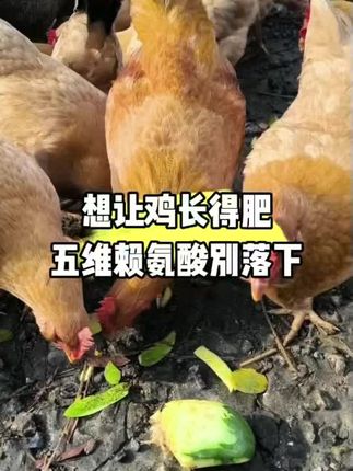 想让鸡长的肥,五维赖氨酸别落下#养鸡 #科学养鸡三农#养鸡知识