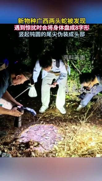 新物种广西两头蛇被发现(中新网)