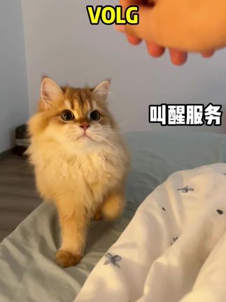 家里猫狗除味除菌备上这个真的改善很多#栗哈哈除臭喷雾#养猫新手 #科学养宠攻略 #宠物除臭