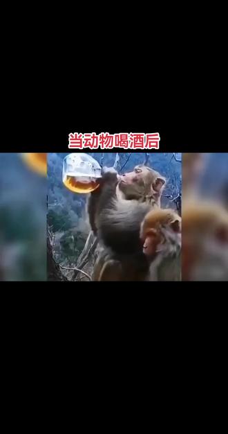 当动物喝酒后 #动物的迷惑行为 #酒蒙子的日常