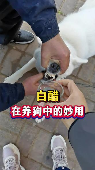 白醋在养狗中的妙用#科学养宠攻略 #养宠知识分享 #科学养宠指南 #新手养狗#养狗人