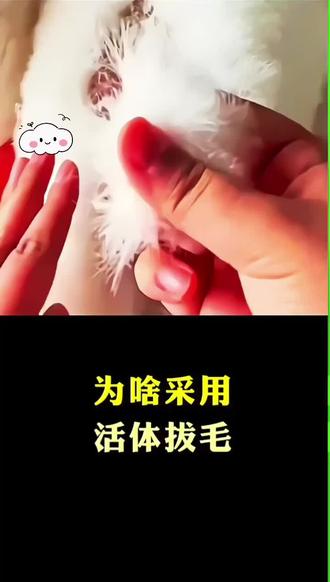 活体拔毛好处多#科普一下 #鹅 #养鹅人 #大白鹅 #皖西大白鹅