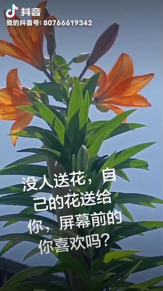 鲜花不语,最懂人心 ,百合带来的好心情。