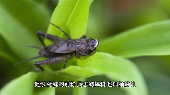 促织不是织毛衣!它的真身居然是蟋蟀 #促织 #蟋蟀 #神奇动物在抖音 #动物科普 #观察昆虫