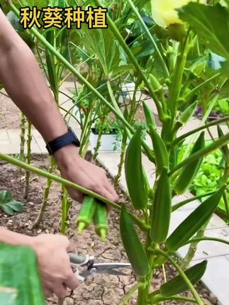 #秋葵种子#在家种菜 #新࿆鲜࿆采࿆摘 #健康减脂 #蔬菜种子