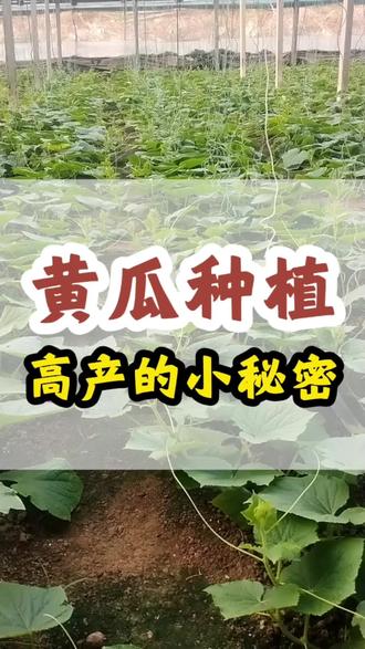 黄瓜种植,高产的小秘密 #每天分享黄瓜种植技巧 #黄瓜种植 #黄瓜种植与管理 #黄瓜生长