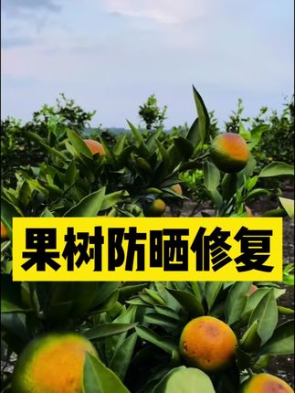 #果树防晒 #柑橘防晒 #日灼果 推荐#优质农产品 #果树管理