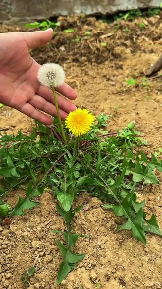 每天分享中药知识,喜欢的可以关🐷哦#大自然的馈赠 #中草药 #德馨中医 #阜新中医