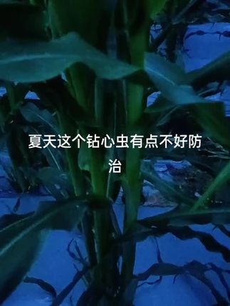 试试这款杀虫剂怎么样,我经常使用效果不错#杀虫剂配方 #玉米地