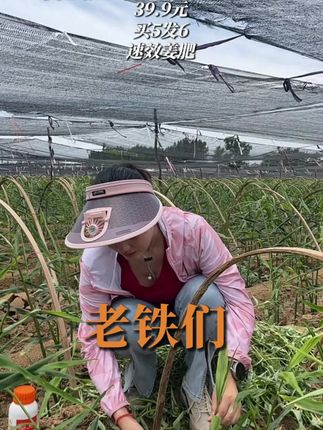 #大姜种植 #生姜种植技术 #元宝姜用金妙释